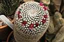 MAMMILLARIA KUNTHII.jpg